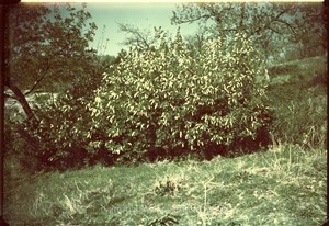 Image description is not available for PHO-4-W689-954